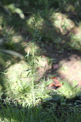 Erigeron floribundus
