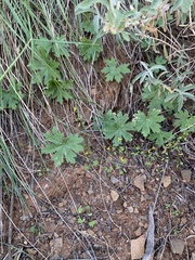 Pelargonium articulatum