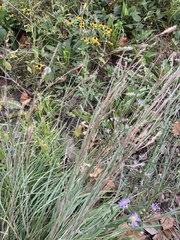 Schizachyrium scoparium