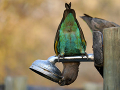 Poicephalus meyeri