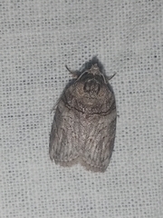 Garella