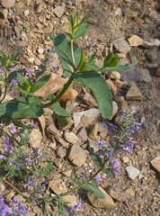Nepeta grandiflora