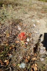 Castilleja linariifolia