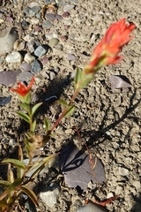 Castilleja linariifolia