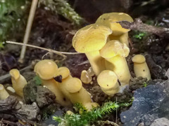 Cantharellus cibarius