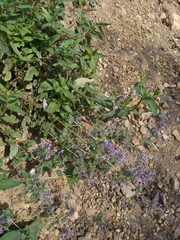 Nepeta grandiflora