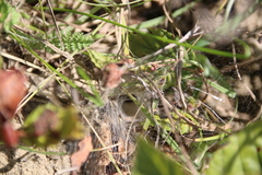 Agelena labyrinthica