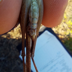 Platycleis intermedia