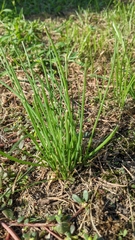 Allium vineale