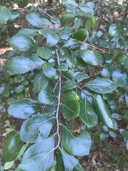 Vaccinium arboreum