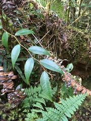 Gaultheria leucocarpa