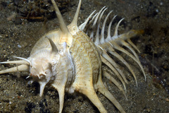 Murex pecten