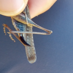 Platycleis intermedia