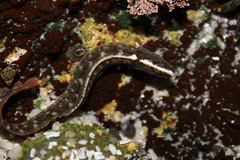 Cebidichthys violaceus