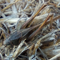 Platycleis intermedia