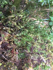 Hymenophyllum