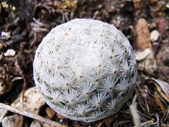 Mammillaria albiflora