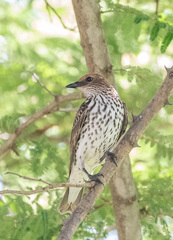 Cinnyricinclus leucogaster