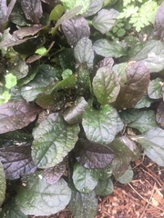 Ajuga