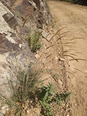 Phleum phleoides