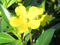 Ludwigia hexapetala