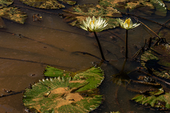 Nymphaea lotus image