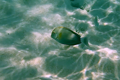 Acanthurus xanthopterus