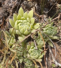 Sempervivum caucasicum