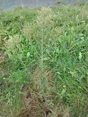 Erigeron floribundus
