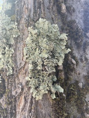 Flavopunctelia flaventior