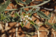 Heliotropium