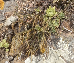 Sempervivum caucasicum