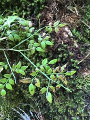 Vaccinium japonicum