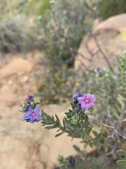 Lobostemon glaucophyllus