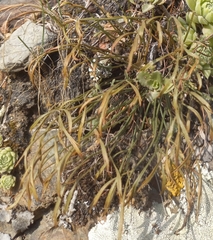 Asplenium septentrionale