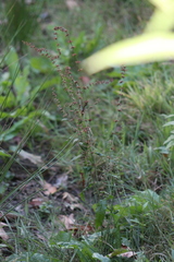 Rumex sanguineus