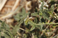 Heliotropium