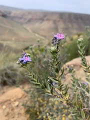 Lobostemon glaucophyllus
