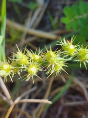 Cenchrus spinifex