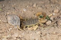 Parabuthus brevimanus