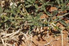 Heliotropium