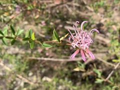Grevillea sericea