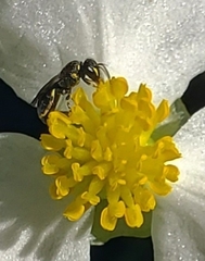 Hylaeus