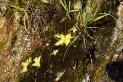 Pinguicula