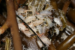 Megalorchestia corniculata