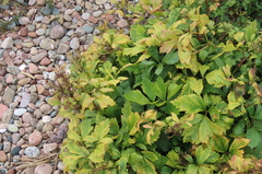 Ligusticum scothicum