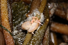 Megalorchestia corniculata