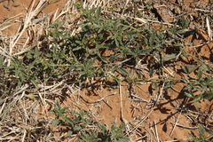 Heliotropium