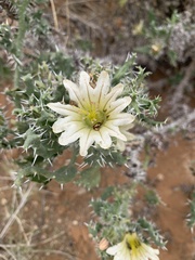 Codon royenii