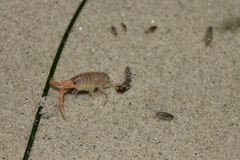 Megalorchestia corniculata